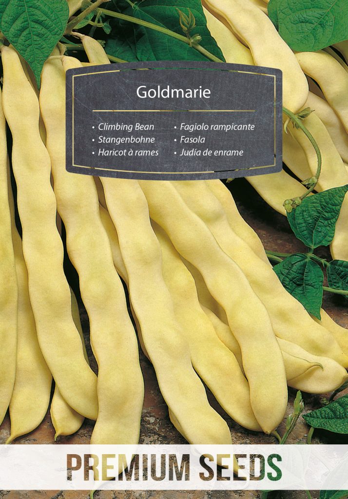 Stangenbohne Goldmarie Produzent Von Samen Premiumseeds