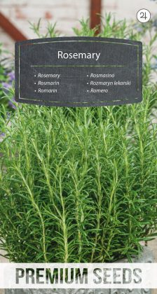 Rosemary - seeds