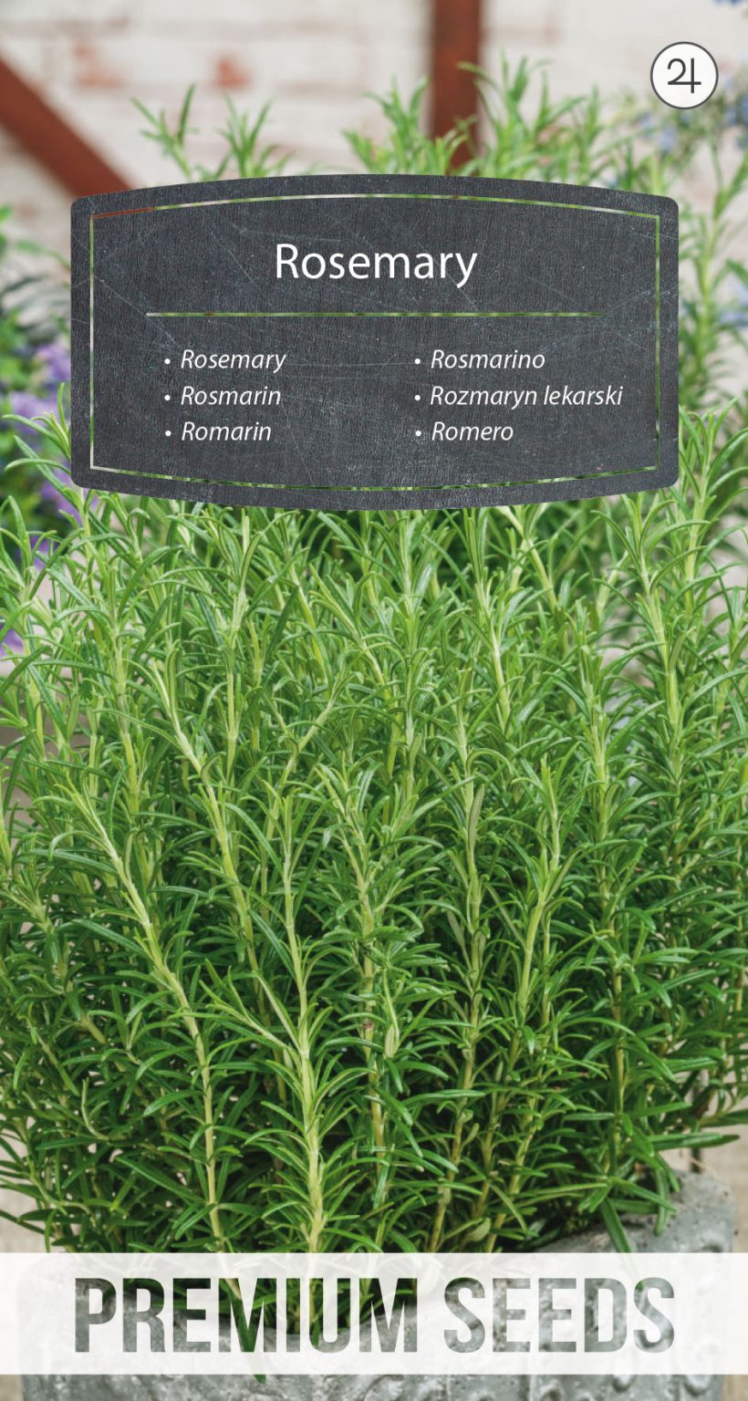 Rosemary - PremiumSeeds – producer of seeds