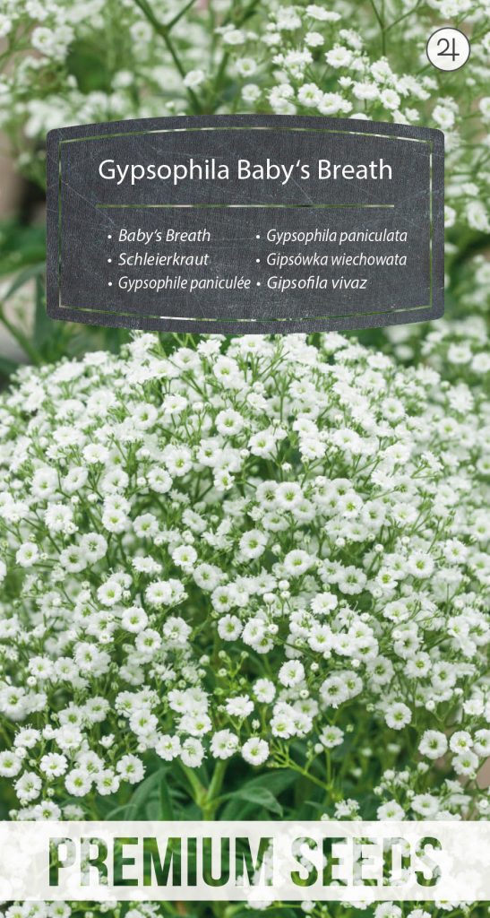 Gypsophila Baby S Breath Premiumseeds Producer Of Seeds