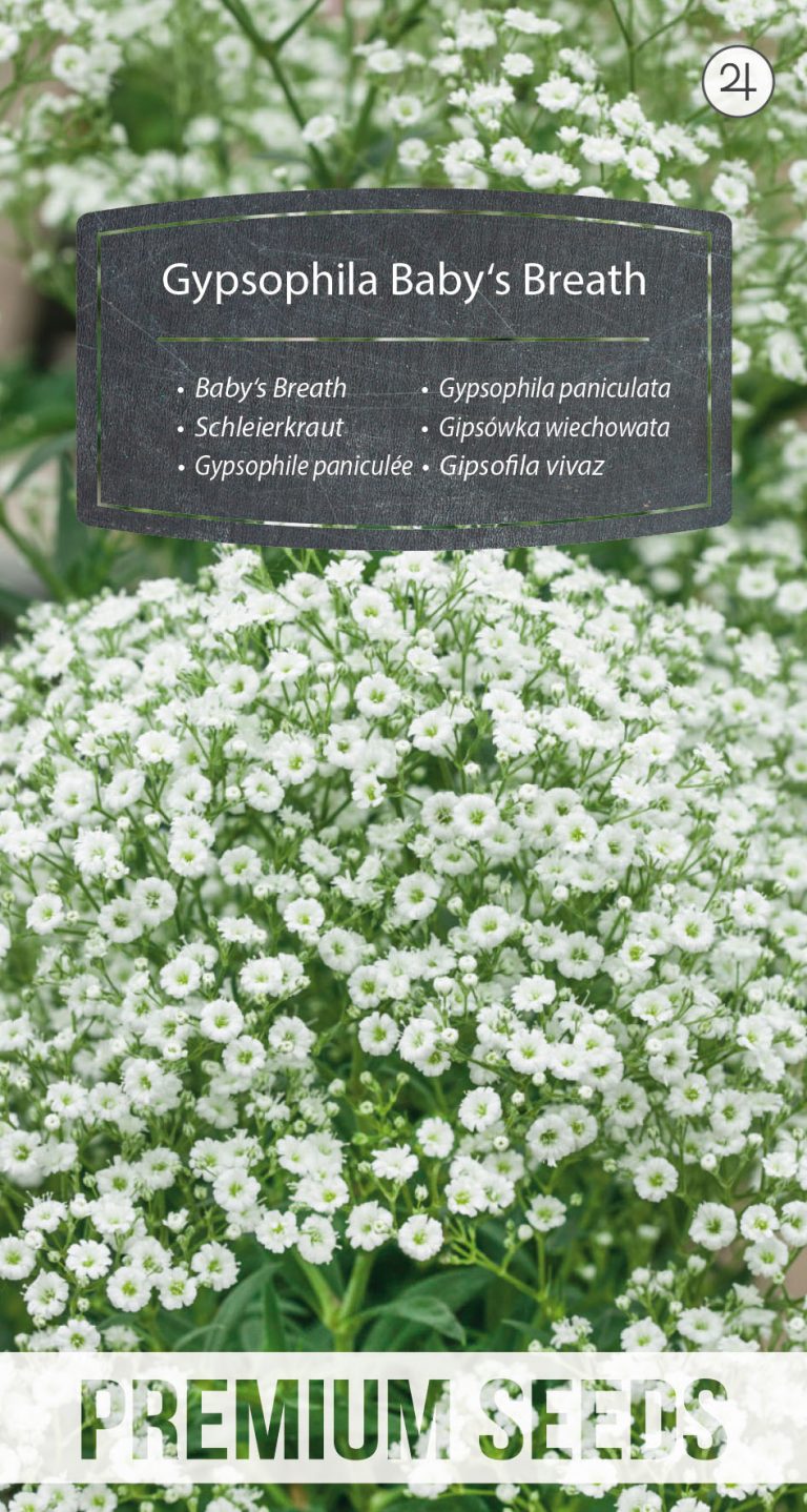 Gypsophila Baby's Breath - PremiumSeeds – producer of seeds