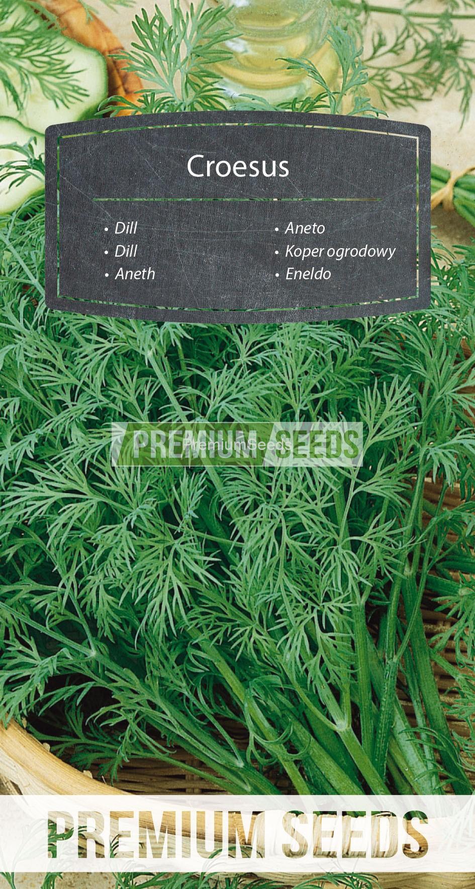 103_WORLD G4701386_RGB_VS Dill Croesus - seeds