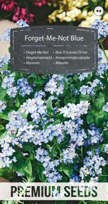 Forget-Me-Not Blue - seeds