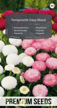 Pomponette Daisy - a selection of varieties - seeds