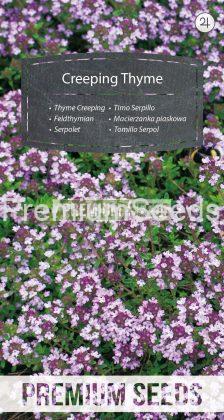 Thyme Creeping - seeds