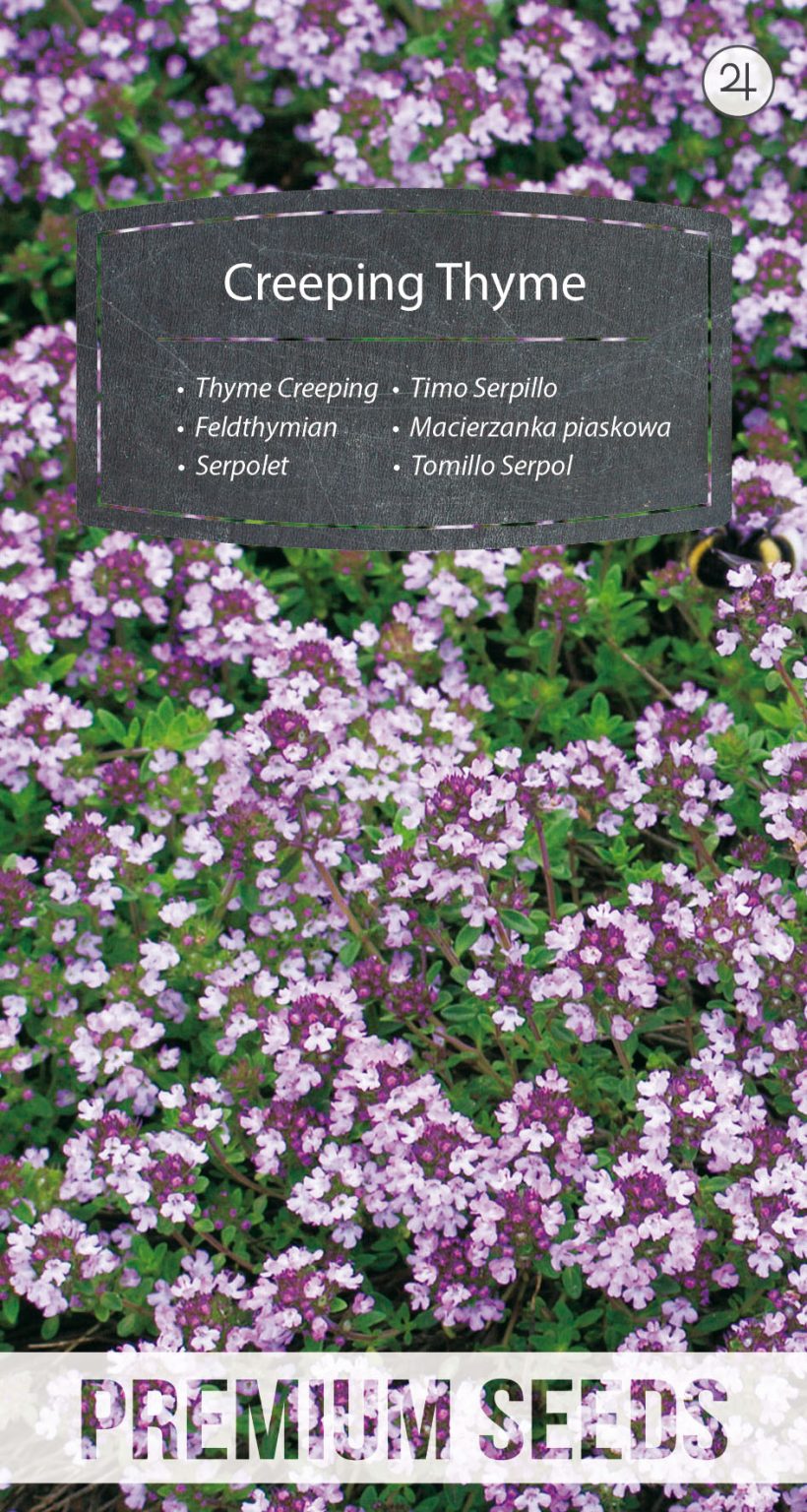 Thyme Creeping - PremiumSeeds – producer of seeds