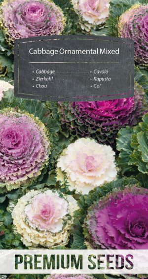 Cabbage Ornamental Mixed - seeds