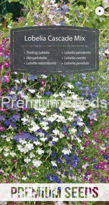 nasiona Lobelii zwisłej - mieszanka (Cascade)