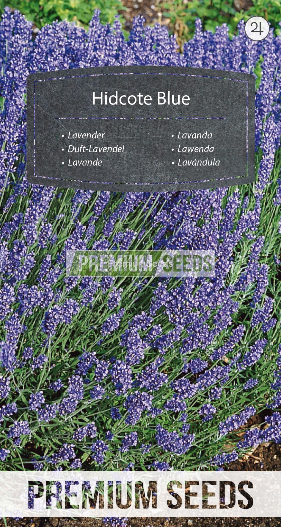120_WORLD N0902040_RGB_VS Lavender Hidcote Blue - seeds