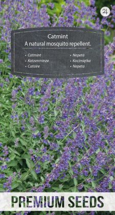 Catmint - A natural mosquito repellent - seeds