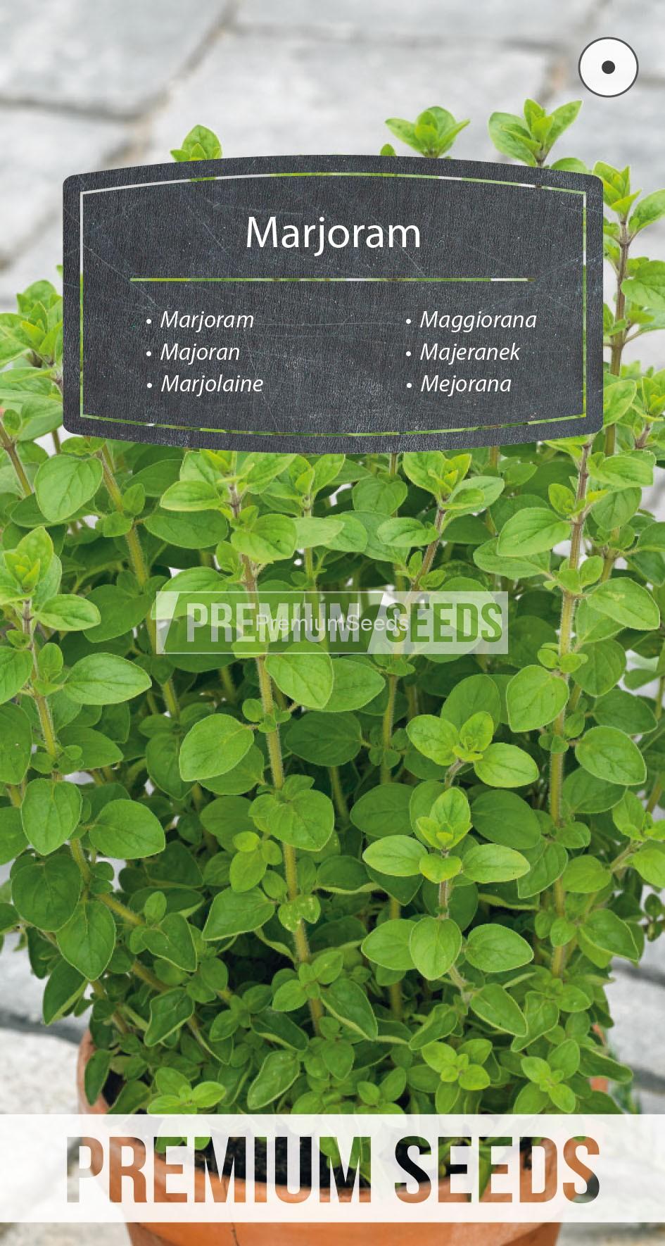 14_WORLD G4702160_RGB_VS Marjoram - seeds