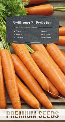 Carrot Berlikumer 2 - Perfection - seeds