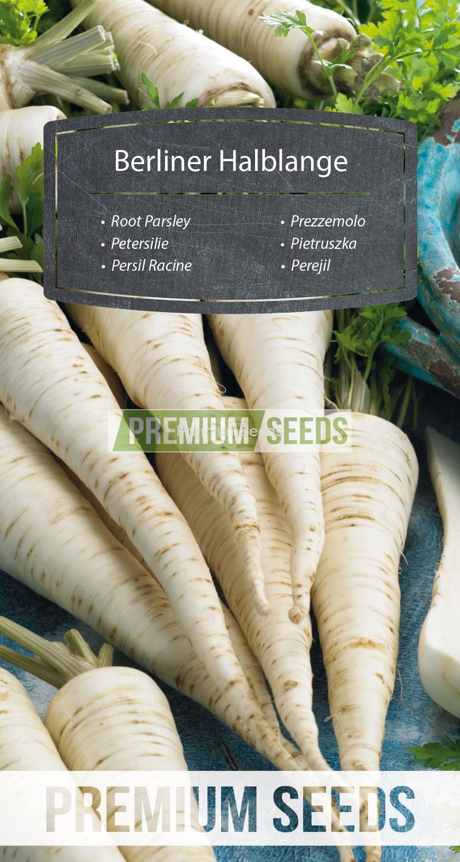 19_WORLD N1709741_RGB_VS Root Parsley Berliner Halblange - seeds