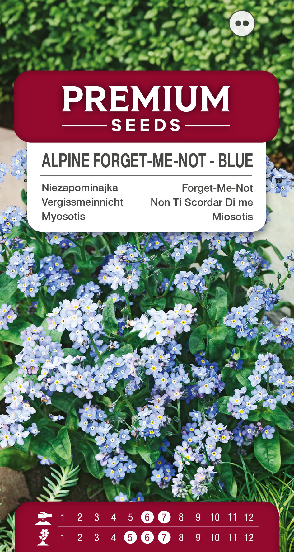 1SWIA-WO-BL-12023_VS Forget-Me-Not Blue – seeds