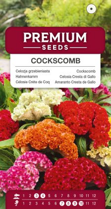 Cockscomb – seeds