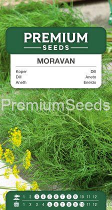 Aneth Moravan – semences