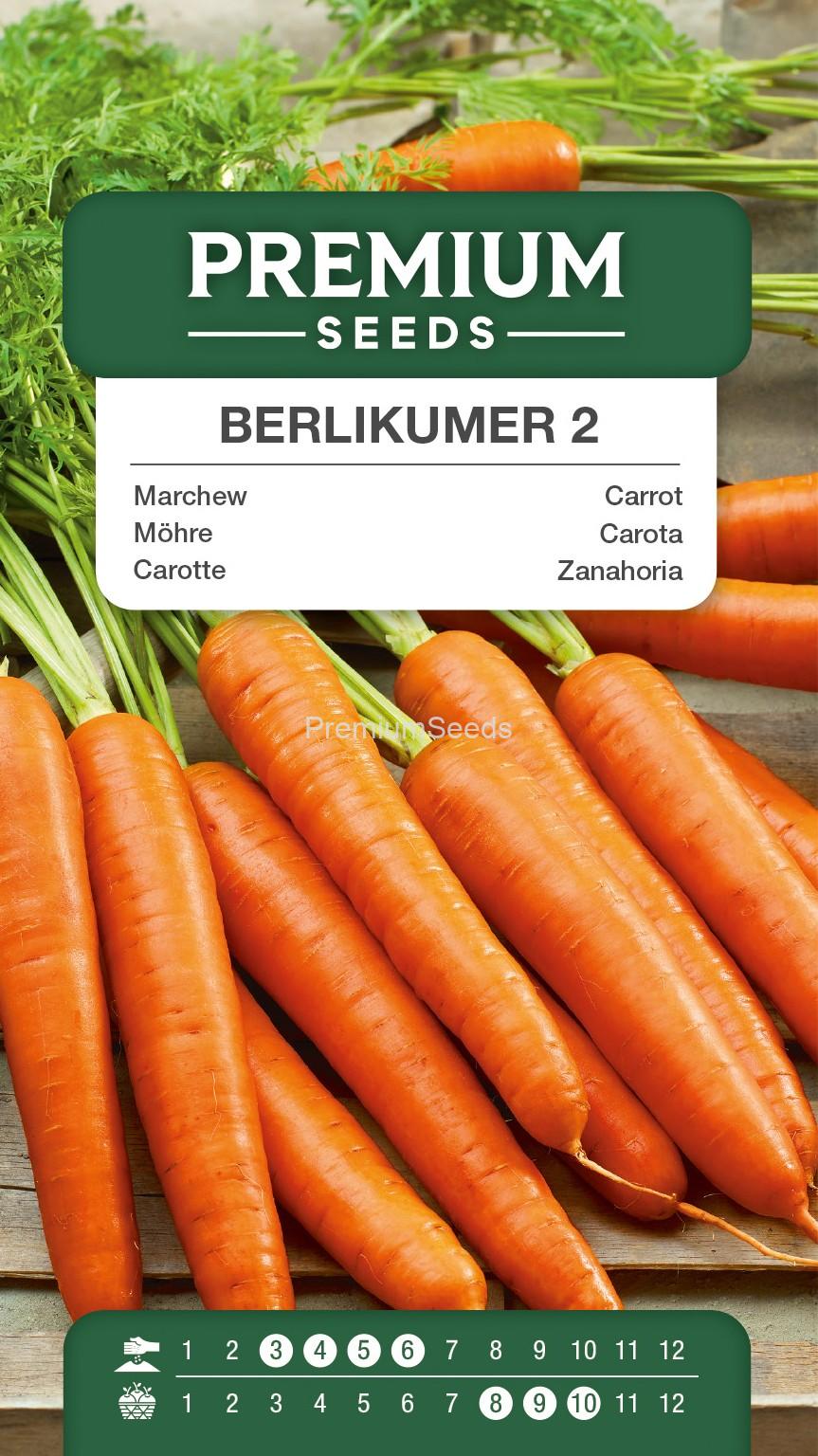 1SWIA-WO-GE-11234_VS Carrot BERLIKUMER 2 – PERFECTION (“Berlikumer 2 – Perfekcja”) – seeds