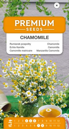 Chamomile – seeds