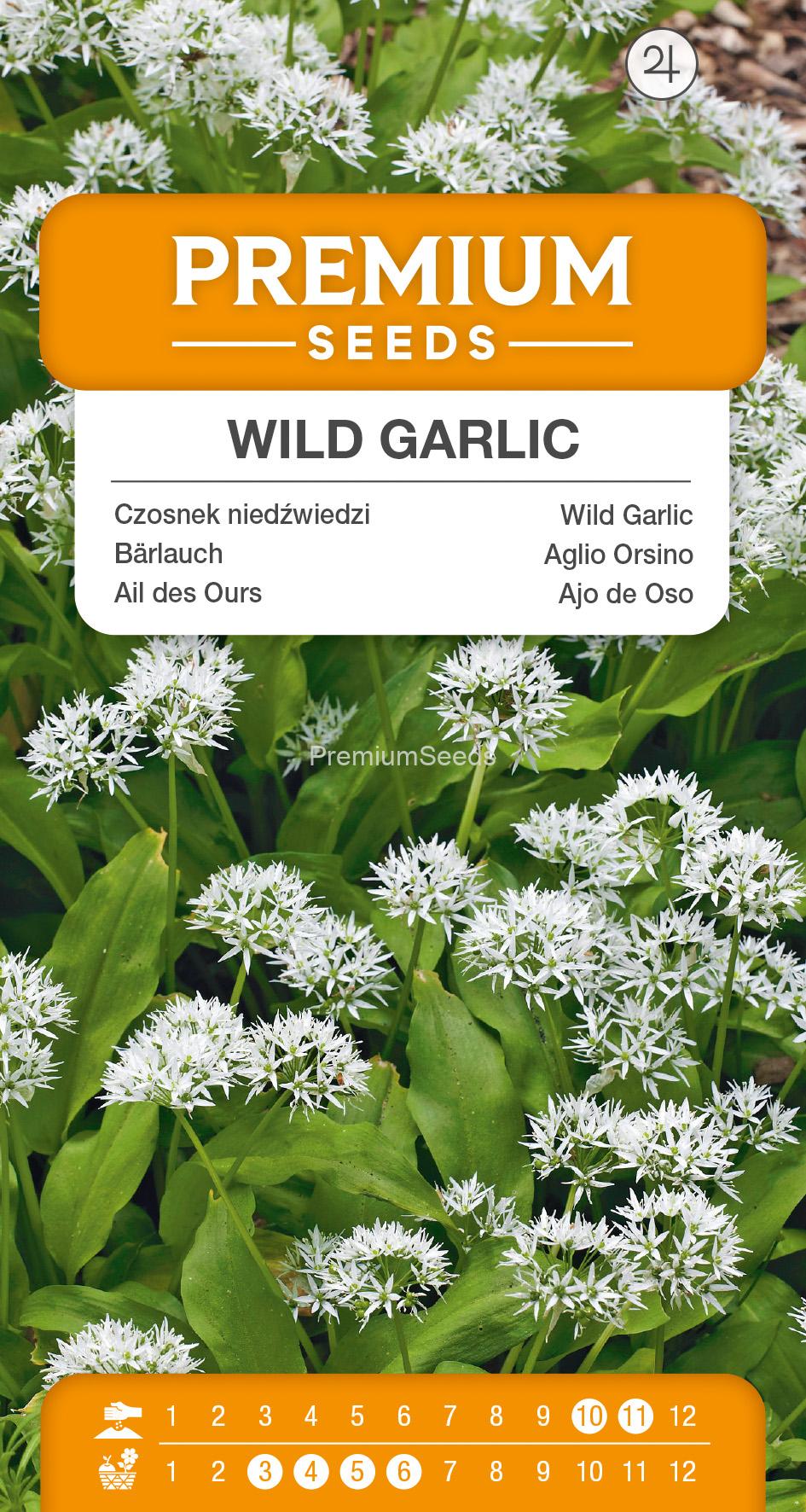 1SWIA-WO-KR-13048_VS Wild Garlick – Bear’s Garlic – Ramsons – seeds
