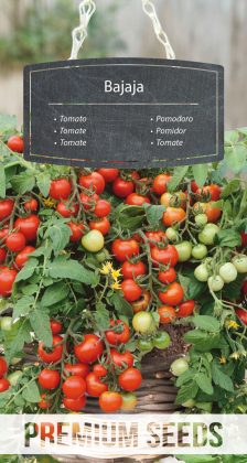 Tomato Bajaja - seeds