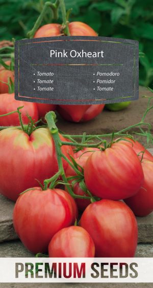 Tomato Pink Oxheart - seeds