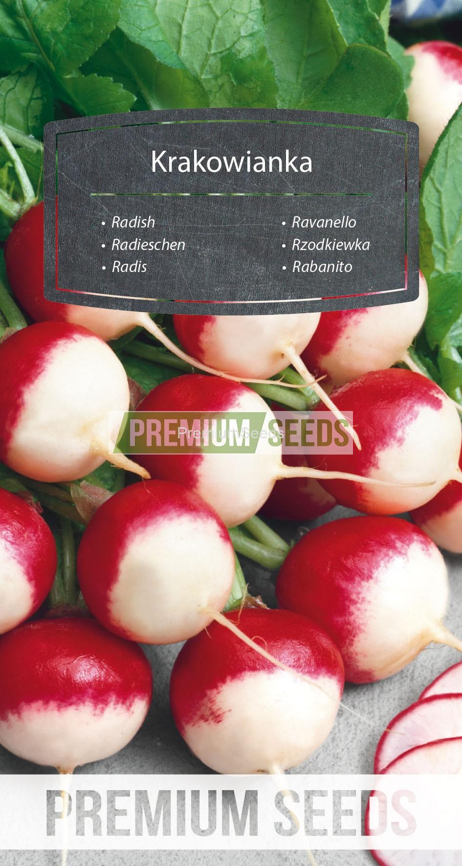 33_WORLD 70 85 14_RGB_VS Radish Krakowianka - seeds