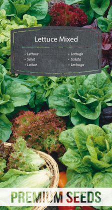 Lettuce - a selection of varieties - seeds
