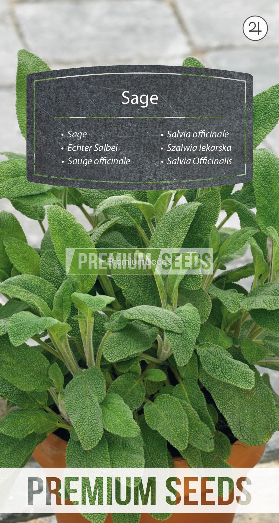 37_WORLD G4702169_RGB_VS Sage - seeds