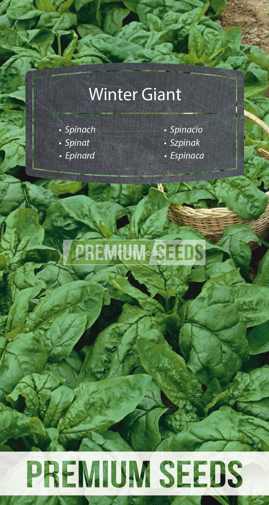 39_WORLD 94 80 59_RGB_VS Spinach Winter Giant - seeds