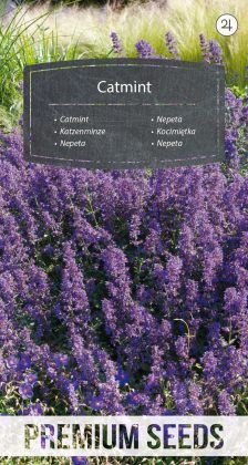 Catmint - seeds