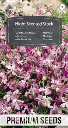 Night Scented Stock - seeds
