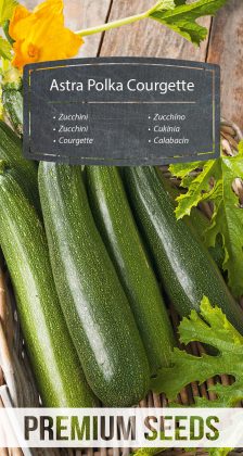 Zucchini Astra Polka Courgette – seeds