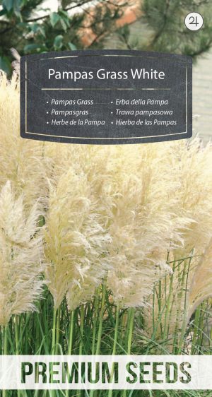 Pampas Grass White - seeds