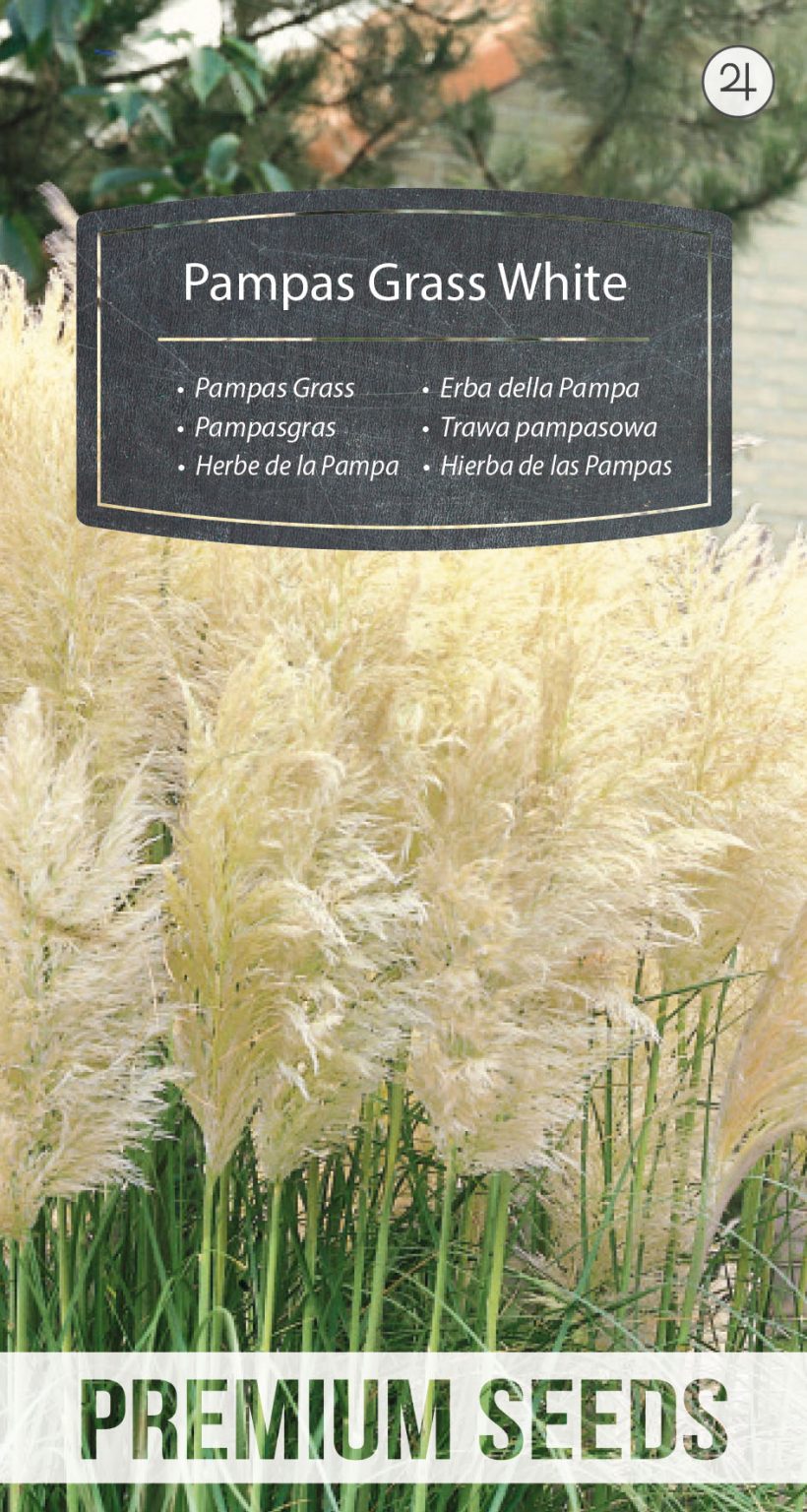 Pampas Grass White PremiumSeeds producer of seeds