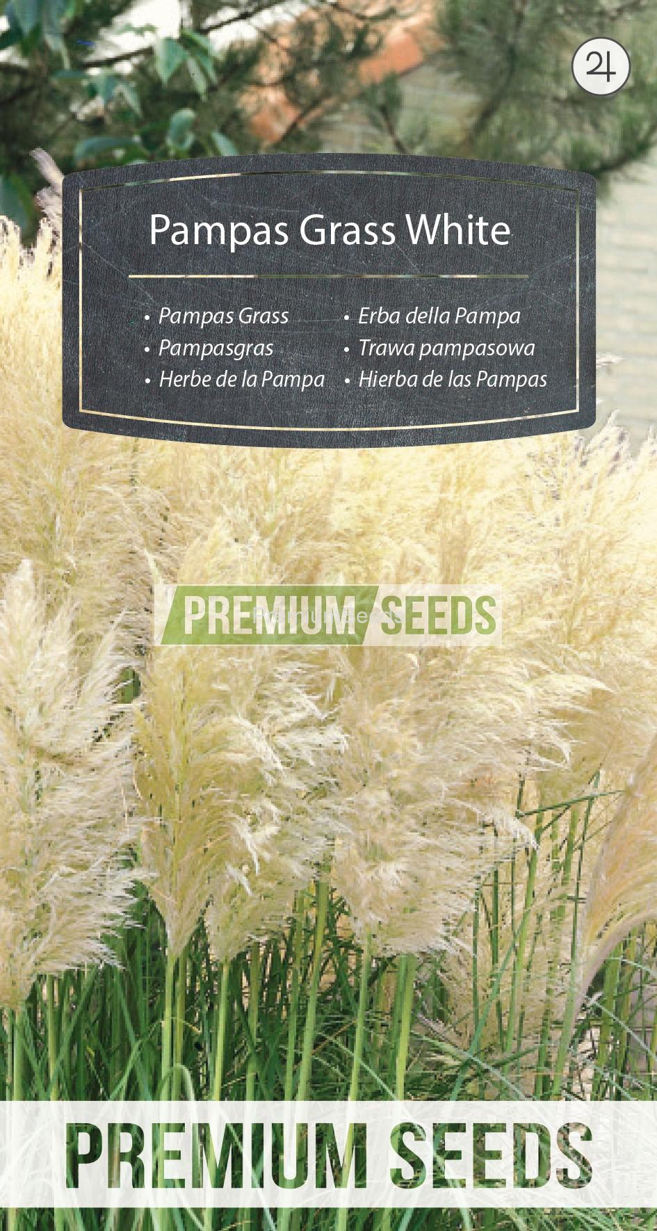 65_WORLD 29 52 55_RGB_VS Pampas Grass White - seeds