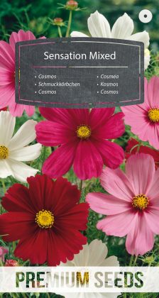 Cosmos - a selection of varieties - seeds