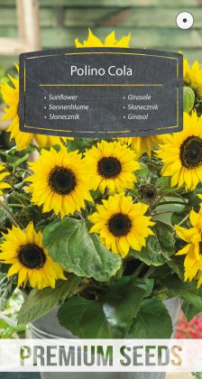 Sunflower Polino Cola - seeds