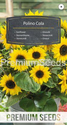 Sunflower Polino Cola - seeds