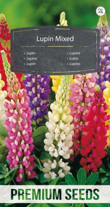 Garden Lupin - a selection of varieties - seeds