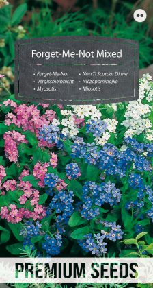 Alpine Forget-Me-Not - a selection of varieties - seeds