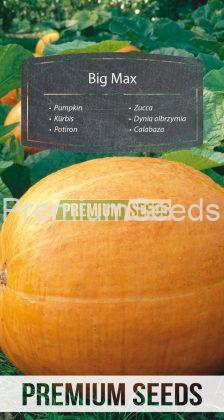 Pumpkin Big Max - seeds