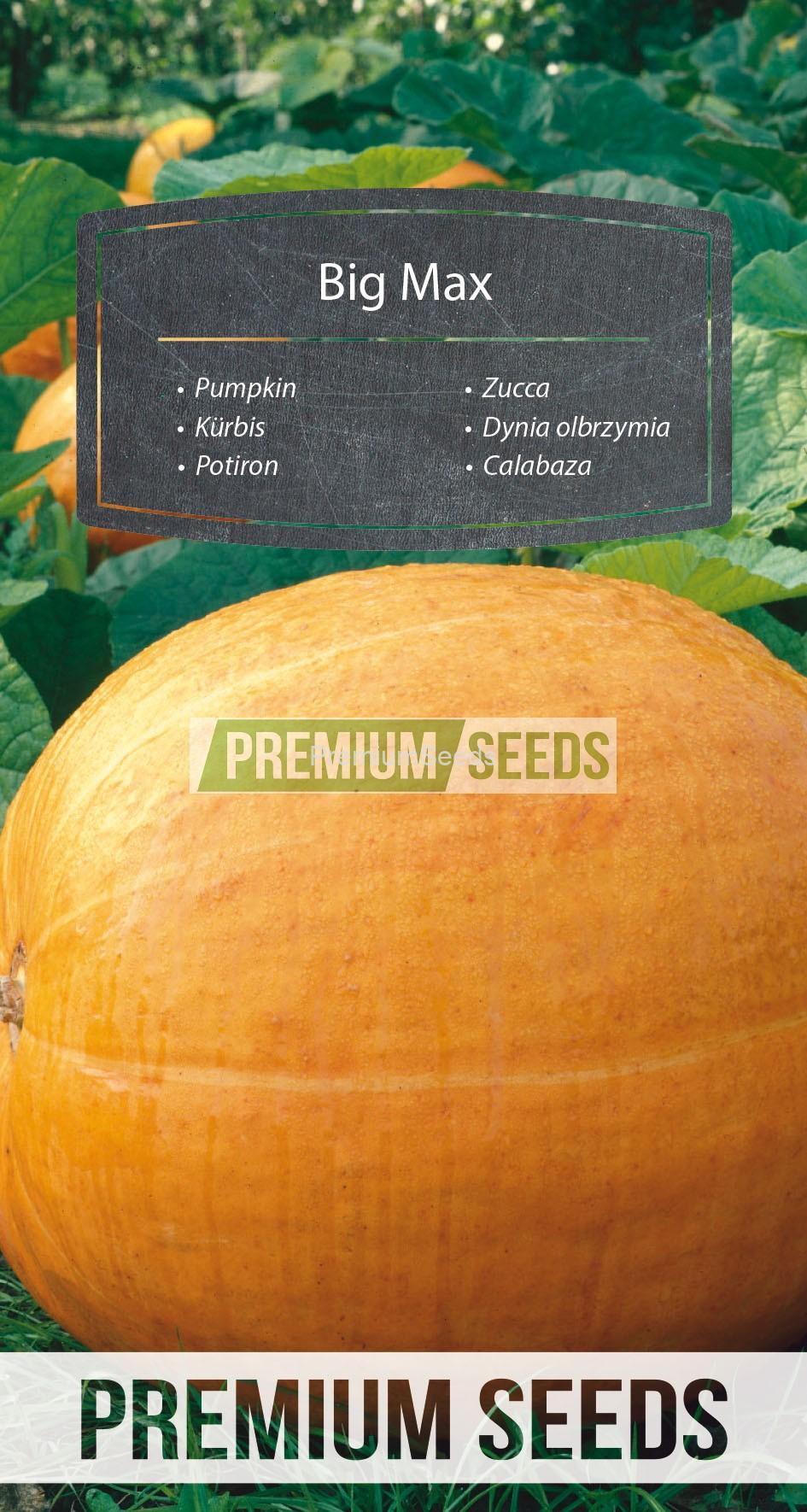 6_WORLD 70 64 90_RGB_VS Pumpkin Big Max - seeds