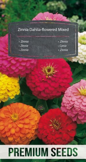 Dahlia - flowered Zinnia - a selection of varieties - seeds