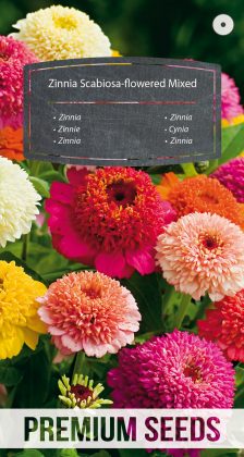 Scabiosa-flowered Zinnia - a selection of varieties - seeds