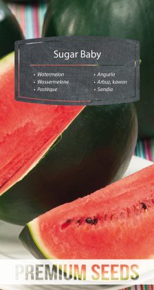 Watermelon Sugar Baby - seeds