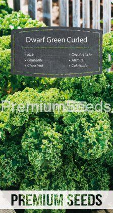 Kale Dwarf Green Curled - seeds
