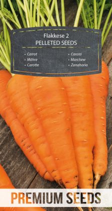 Carrot Flakkese 2 - PELLETED SEEDS