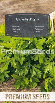 Parsley Gigante d'Italia - seeds
