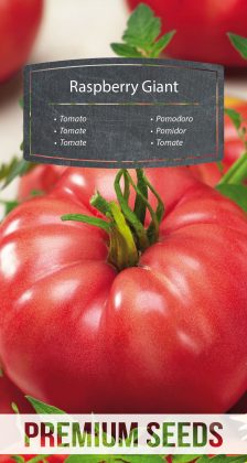 Tomato Raspberry Giant - seeds