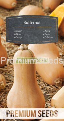 Squash Butternut - seeds